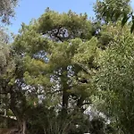 Elysium * קומנון