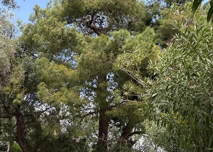 Elysium * Коммено